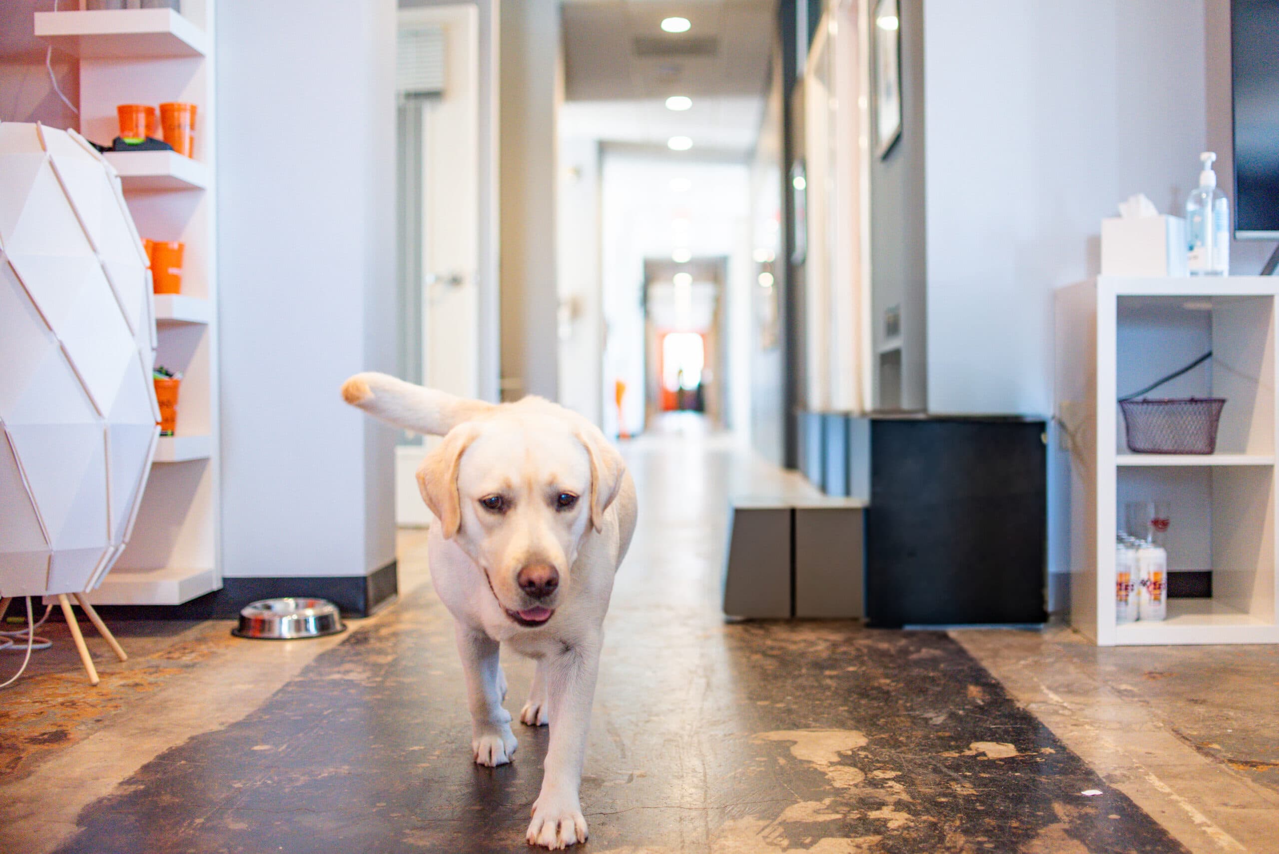 Sugar, the office Labrador, walking down the hallway